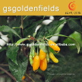 seedlings amarelos de Wolfberry na venda quente